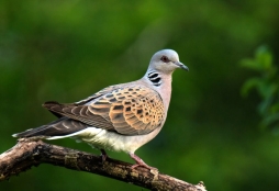 http://www.cent-bc.com.ua/wp-content/uploads/2020/02/horlytsia-zvychajna.jpg